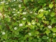Дерен душистый Блю Клауд / Cornus amomum Blue Cloud, С3 - изображение 6