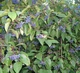 Дерен душистый Блю Клауд / Cornus amomum Blue Cloud, С3 - изображение 7