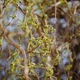 Ива Карадок / Salix Caradoc С10/ Н180-200 - изображение 9