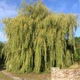 Ива золотистая Хрисокома / Salix sepulcralis (x) Chrysocoma (resistenta) C20 Н3500 - изображение 4