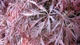 Клен пальмолистный Гарнет / Acer palmatum Garnet С7.5 / Ра 20, Діаметр 50-80 - изображение 2