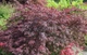 Клен пальмолистный Гарнет / Acer palmatum Garnet С7.5 / Ра 20, Діаметр 50-80 - изображение 4