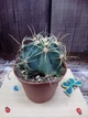Кактус Ferocactus viridescent GreenLife контейнер 7 см - изображение 1