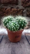 Кактус Mammillaria decipiens GreenLife контейнер 8 см - изображение 1