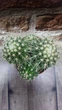 Кактус Mammillaria decipiens GreenLife контейнер 8 см - изображение 2
