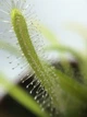 Растение хищник Росянка Капская AlienPlants Drosera Capensis - изображение 2