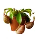 Растение хищник Непентес Хукериана AlienPlants Nepenthes "Hookeriana" - зображення 1