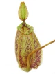 Растение хищник Непентес Хукериана AlienPlants Nepenthes "Hookeriana" - зображення 3