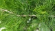 Ялівець средній Мінт Джуліп / Juniperus x pfitzeriana Mint Julep C3 /d 80-90 - зображення 3