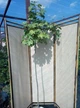 Клен ложноплатановый Саймон Льюис Фререс/Acer pseudoplatanus Simon Louis Freres С10 Ра120 Н140 - изображение 4