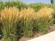 Вейник остроцветочный Карл Фоерстер/Calamagrostis acutiflora Karl Foerster С3, Н 90-180 - изображение 1