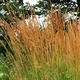 Вейник остроцветочный Карл Фоерстер/Calamagrostis acutiflora Karl Foerster С3, Н 90-180 - изображение 4