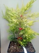 Купресоципарис Лейланда Голд Райдер / Cupressocyparis leylandii Gold Rider С3 h30-40 см - зображення 2