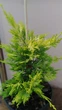 Купресоципарис Лейланда Голд Райдер / Cupressocyparis leylandii Gold Rider С3 h30-40 см - зображення 4