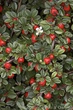 Кизильник Даммера Эйхольц С5 (Cotoneaster radicans Eichholz ) - изображение 2