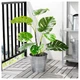Штучне рослина в горщику IKEA (ІКЕА) FEJKA 19см Monstera (403.952.88) - зображення 2
