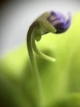 Хищное Растение Жирянка Тина AlienPlants Pinguícula - зображення 4