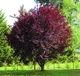 Зливу растопыренная (Prunus cerasifera) 'Nigra' P9 h20-30 див. - зображення 1
