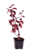 Зливу растопыренная (Prunus cerasifera) 'Nigra' P9 h20-30 див. - зображення 2