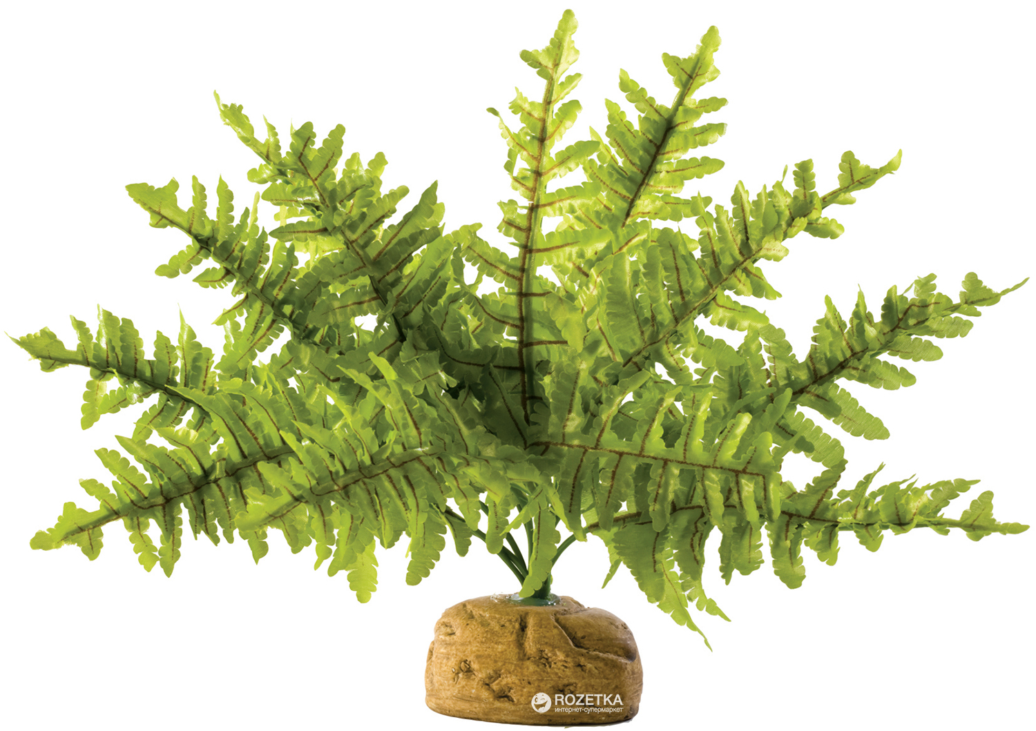 

Растение Hagen Boston Fern Small