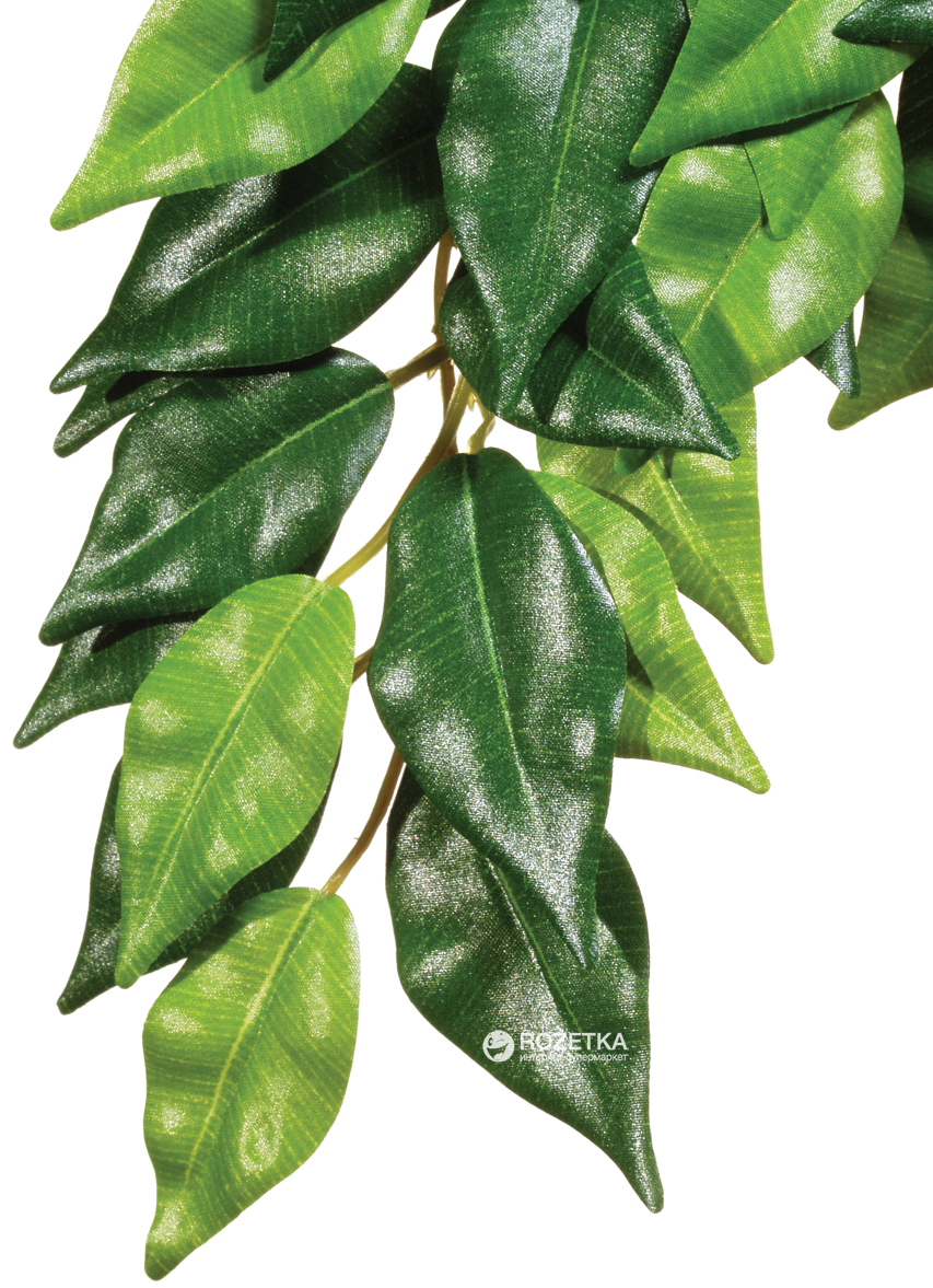 

Растение Hagen Ficus Medium