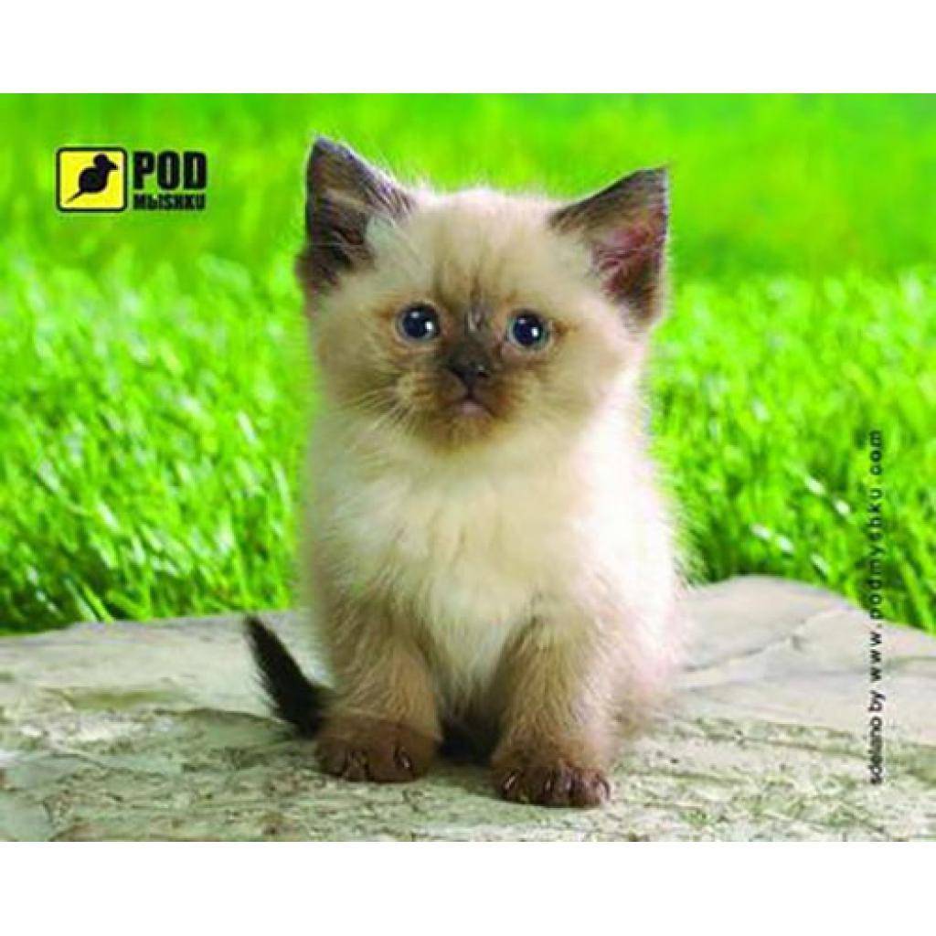 

Коврик для мышки Pod Mishkou Сиамский котик