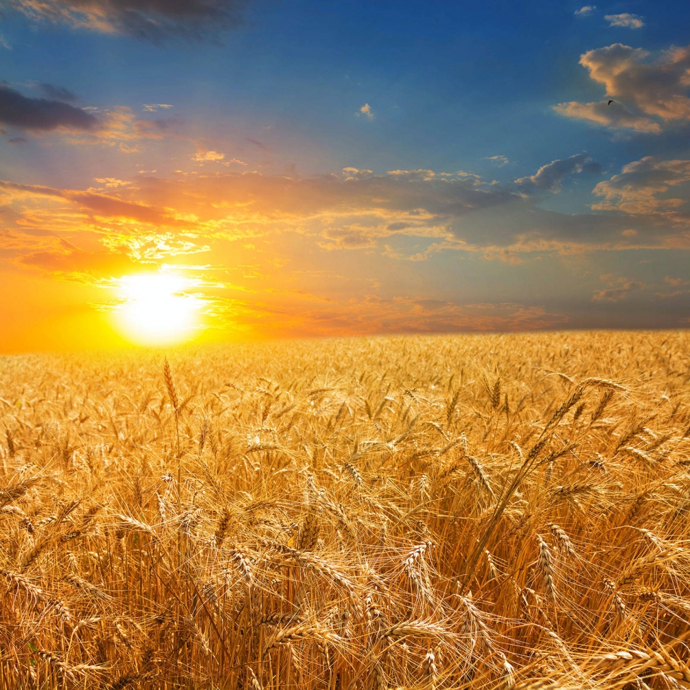 Красивое пшеничное поле