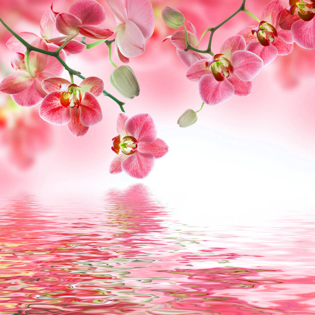 

Фотообои Арт-Обои Розовые орхидеи над водой №14807 Аква