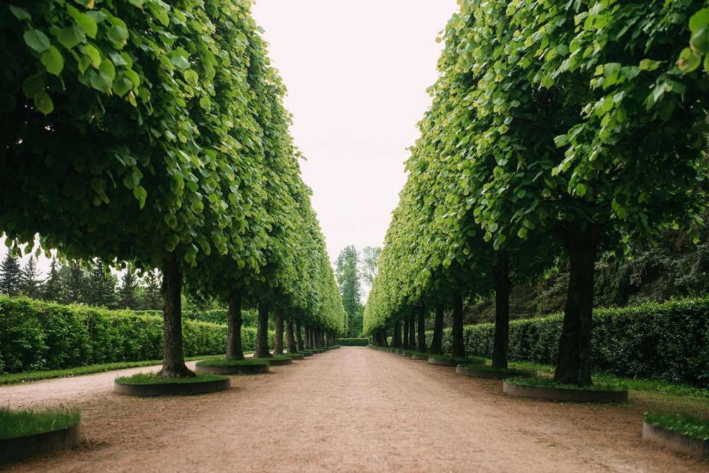 рядовые посадки кустарников и деревьев схема. различие парков и скверов. виды аллей. типы аллей. типы аллей.