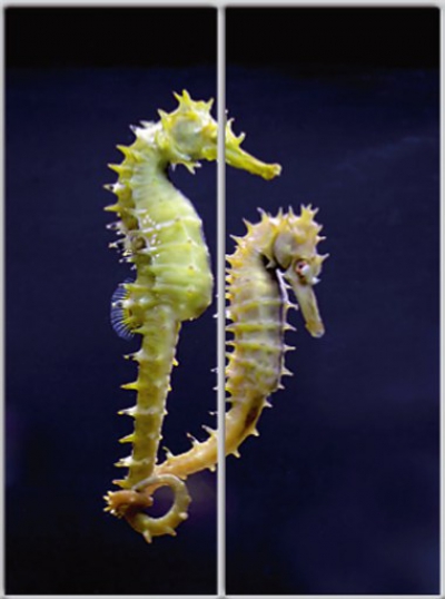 

Шкаф купе Luxe Studio Стандарт-1 Фотопечать Животные-2 1000x2300x450 двухдверный