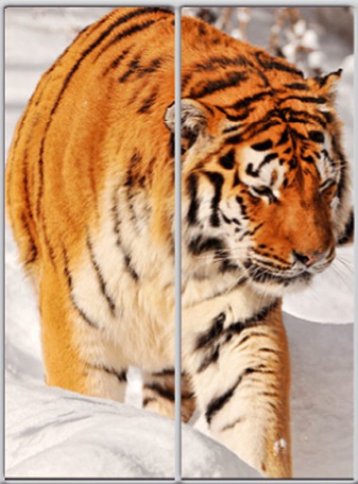 

Шкаф купе Luxe Studio Стандарт-1 Фотопечать Животные-5 1800x2000x450 двухдверный