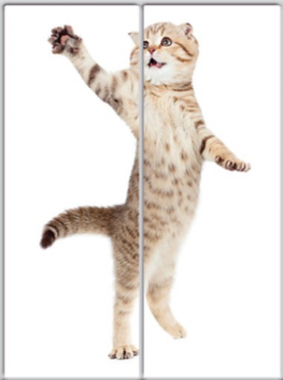 

Шкаф купе Luxe Studio Стандарт-1 Фотопечать Животные-6 1400x2000x450 двухдверный (9956)