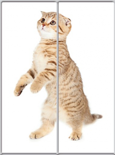 

Шкаф купе Luxe Studio Стандарт-1 Фотопечать Животные-7 1600x2400x450 двухдверный