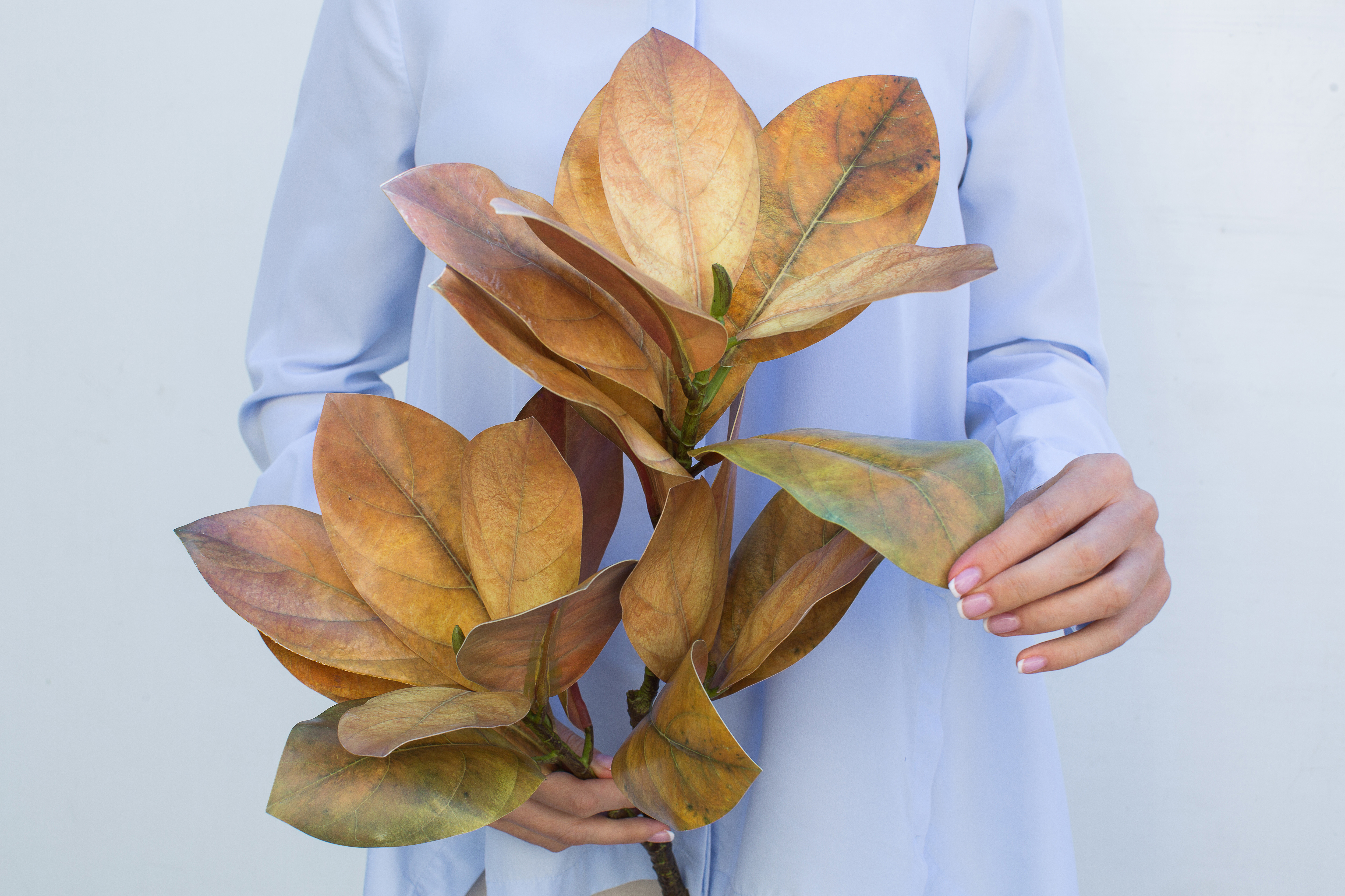 

Ветка с листьями магнолии 82см (2 ответвления) - Светло-желтый Real Touch (ST-82/25-3D-1231)