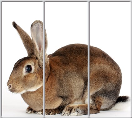 

Шкаф купе Luxe Studio Стандарт-1 Фотопечать Животные-49 2100x2200x450 трехдверный