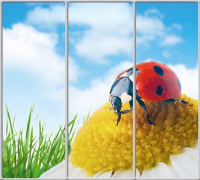 

Шкаф купе Luxe Studio Стандарт-1 Фотопечать Природа-24 2200x2100x450 трехдверный