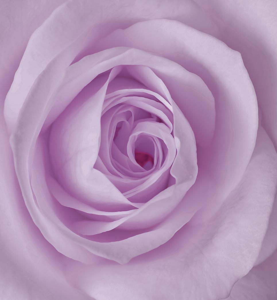 

Фотообои WS Wallpaper Роза 240*260 (31006) Глянец