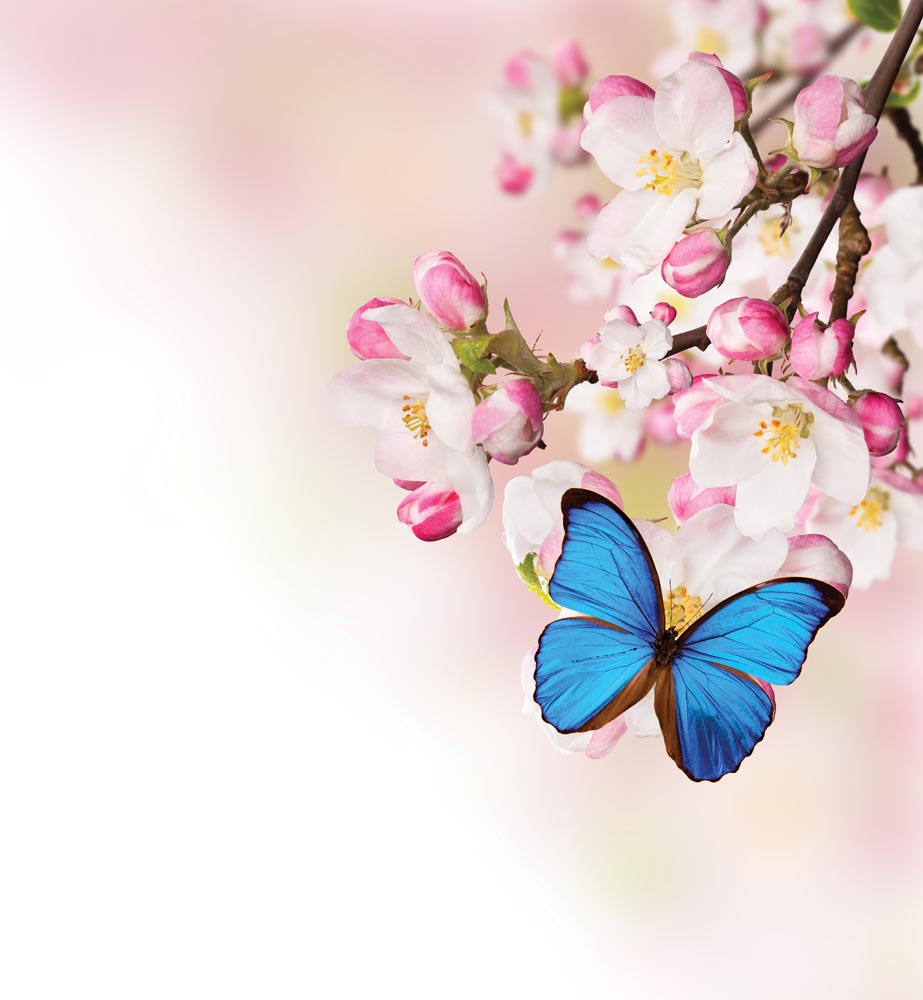 

Фотообои WS Wallpaper Цветы 240*260 (31009) Глянец