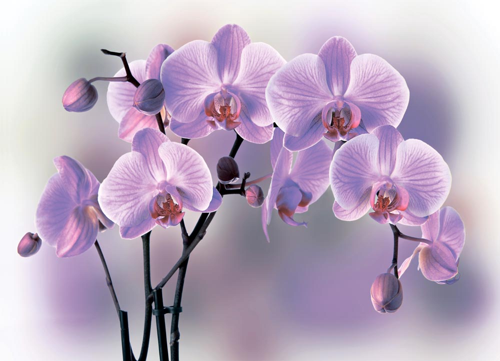 

Фотообои WS Wallpaper 3D орхидеи 360*260 (31123) Глянец