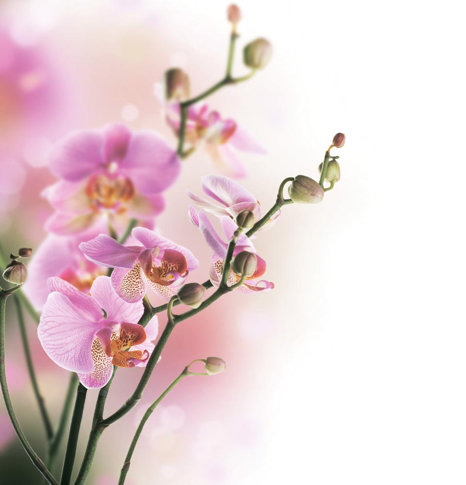 

Фотообои WS Wallpaper Ветка орхидеи 240*260 (31048) Глянец