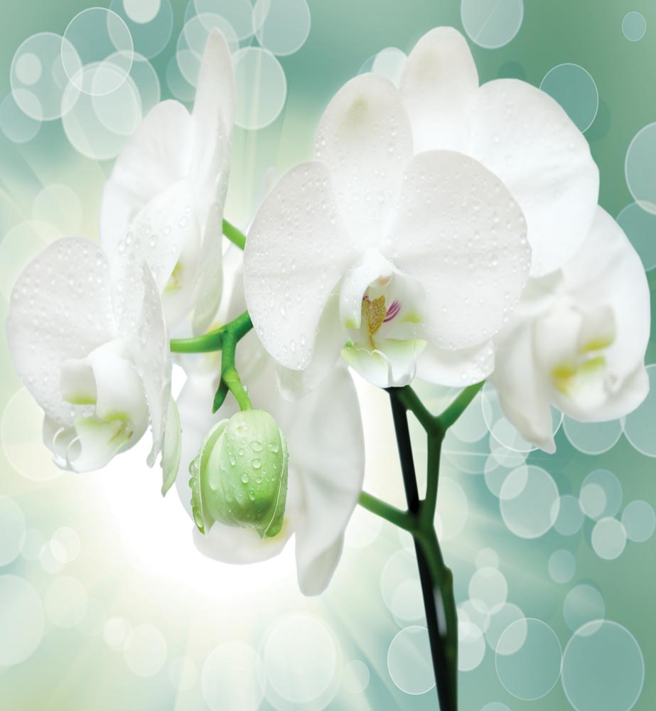

Фотообои WS Wallpaper 3Д Орхидея на бирюзовом фоне 240*260 (31055) Глянец