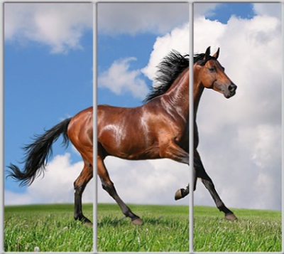 

Шкаф купе Luxe Studio Стандарт-1 Фотопечать Животные-9 2200x2400x450 трехдверный