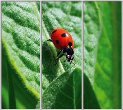 

Шкаф купе Luxe Studio Стандарт-1 Фотопечать Животные-33 2300x2100x450 трехдверный