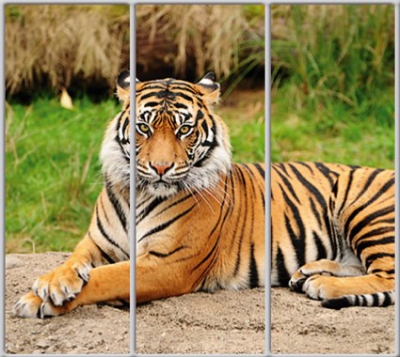 

Шкаф купе Luxe Studio Стандарт-1 Фотопечать Животные-20 2300x2200x450 трехдверный