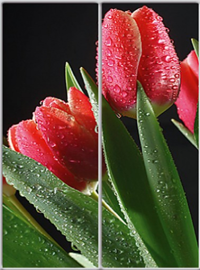 

Шкаф купе Luxe Studio Стандарт-1 Фотопечать Природа-6 1300x2200x600 двухдверный