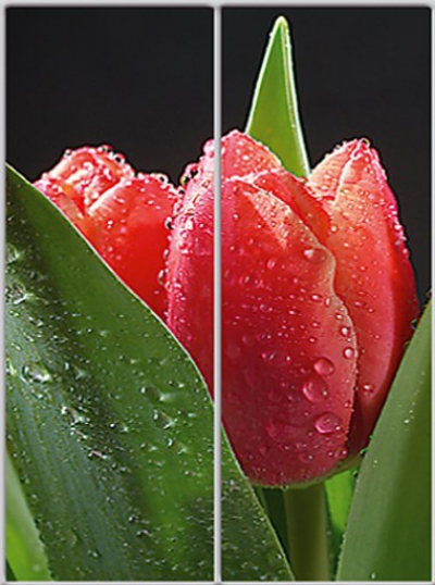 

Шкаф купе Luxe Studio Стандарт-1 Фотопечать Природа-7 1100x2200x600 двухдверный