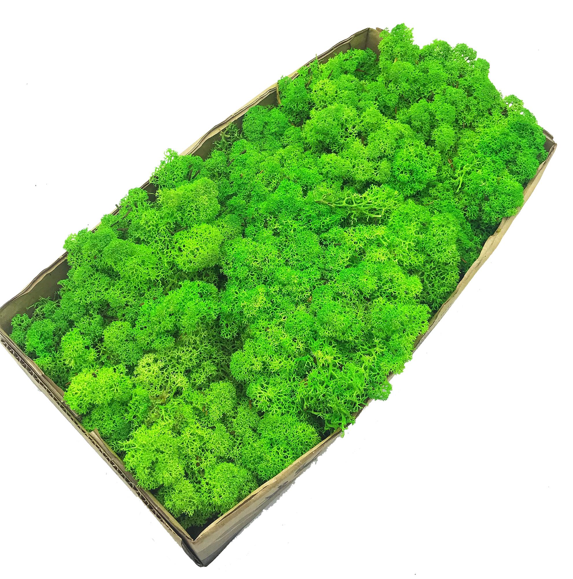 

Стабилизированный мох SO Green зеленое яблоко 0,5 кг (079)