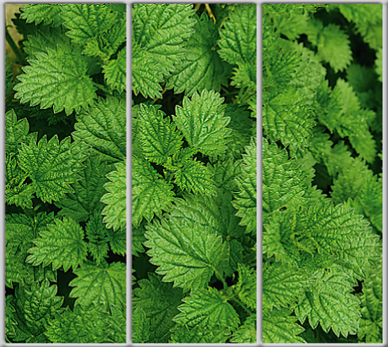 

Шкаф купе Luxe Studio Стандарт-1 Фотопечать Природа-143 2200x2000x450 трехдверный