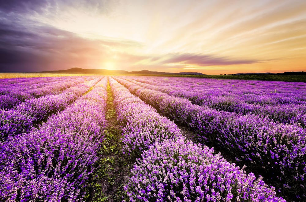 

Фотообои Walldeco Лавандовый закат №31728 Гладь
