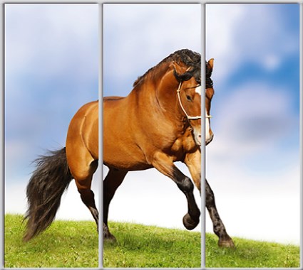 

Шкаф купе Luxe Studio Стандарт-1 Фотопечать Животные-35 2400x2100x450 трехдверный